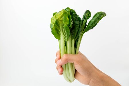 Fragrant vegetables. Leafy vegetables. Salad ingredientsの写真素材