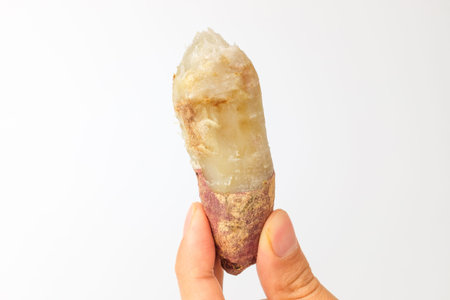 Plant raw. Oral crops. Sweet edible plant
