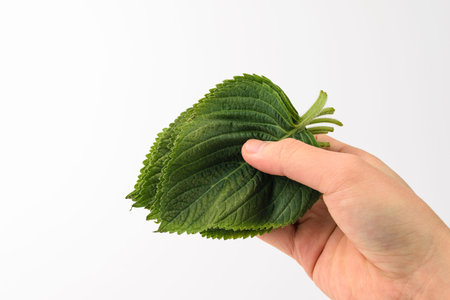 Perilla leaves.