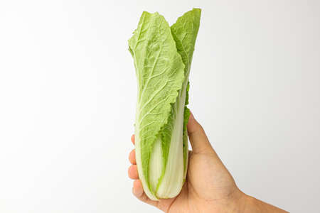 Young leaf cabbage.の写真素材