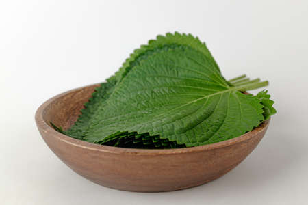leaves from sesame. strong scented leaves. Korean food cultureの写真素材