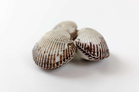 a type of shellfish. seafood ingredients. hard shellの写真素材