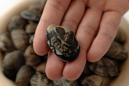 a type of shellfish. Clams used as broth ingredients. small sized clams