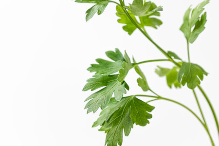 Italian parsley on a white background