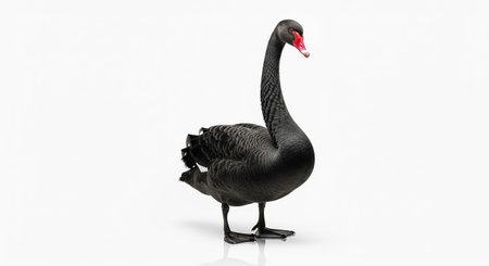 Black swan isolated on white background. 3D illustration. Clipping path included.の素材