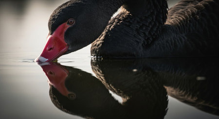 Black swan swimming in a lake with reflection in the water.の素材