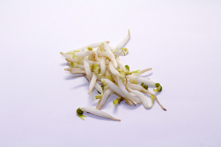 The mung bean sprouts, an important part in Asian dishes. Fresh one!の写真素材