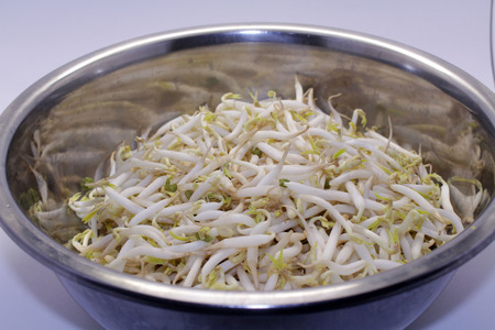 The mung bean sprouts, an important part in Asian dishes. Fresh one!の写真素材
