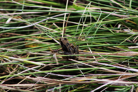 frog in the grassの写真素材
