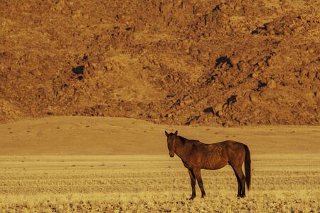 Namib wild horses, feral horses in a desert, One horse standing against rocksの写真素材