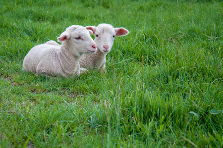 Two lambs, cuddled, sheep in a field of grass