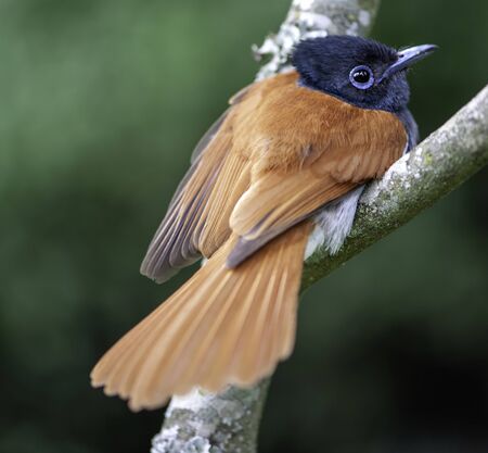 Female African Paradise Flycatcher bird, perched in a treeの写真素材