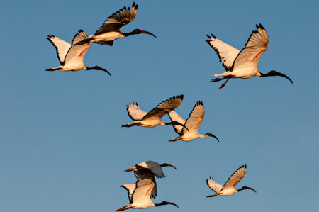 Two Sacred Ibis flying in a blue Sky in South Africa