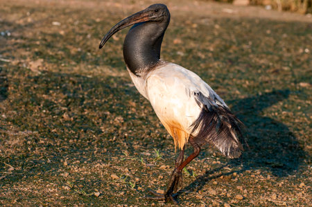 A Sacred Ibis wading in water in a pond or water or lake or stream in South Africa