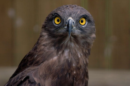 Brown Snake Eagle up close yellow eye bird of prey