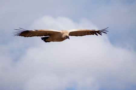 Cape Vulture in flight over Giants Castle in the Drakensberg, Kwazulu Natal, South Africa