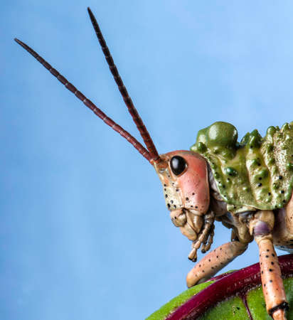 Green Milkweed Locust, extremely close up, macro,の写真素材