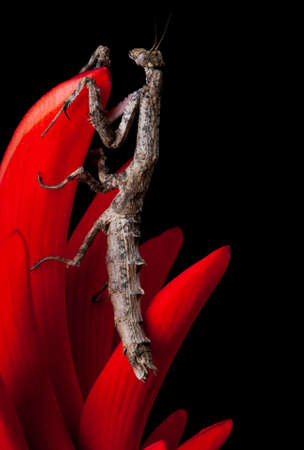 Coral flower (Erythrina), with large stick insect on the flowerの写真素材