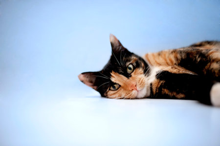 Female Tortoiseshell cat, against black background