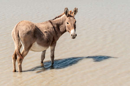Donkey, South Africa, standing in waterの写真素材