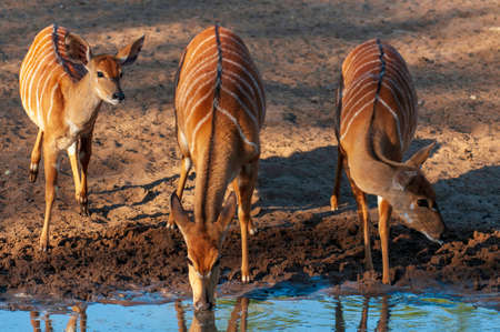 A Nyala antelope in South Africaの写真素材