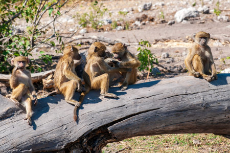 Baboon, Chacma or Cape Baboon, babies  sitting on a log, playing, funny, sillyの写真素材
