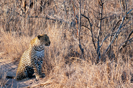 Leopard, South Africa, sittingthrough the bush