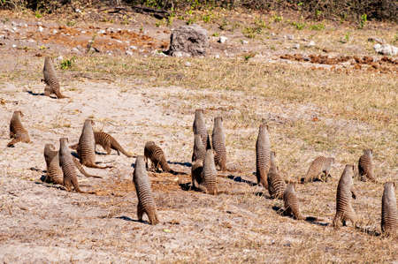 Mongoose group on the grass in South Africaの写真素材