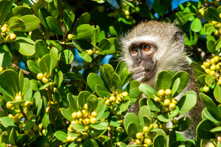 Vervet Monkey up close, blurred background