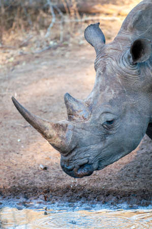 Rhinoceros Rhino, up close, against grass backgroundの写真素材