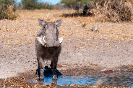 Warthog, wild, at watering hold, up closeの写真素材