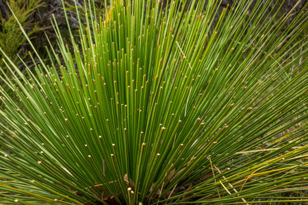 Grass Tree Australia up close