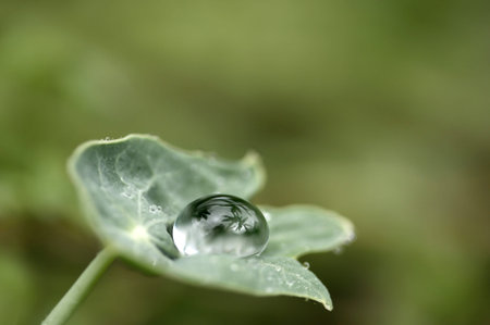 Nasturtium leaf with droplet of water