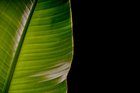 Banana leaf against a black background