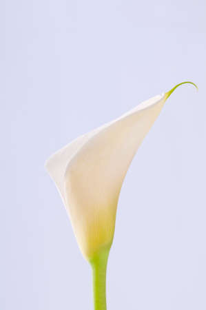 Arum or Calla Lilly against white backgroundの写真素材