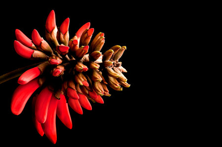 Coral flower (Erythrina) a bright red orange decorative flower with a black background lucky bean