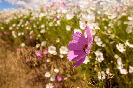 Pink and white  Cosmos flowers in a fieldの写真素材