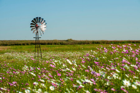 Pink and white  Cosmos flowers in a field with a windmill