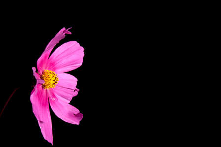 pink Cosmos flower taken in studio against black backgroundの写真素材