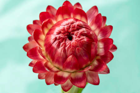 Western Australia Everlastings Bracteantha bracteata up close sharp and clearの写真素材