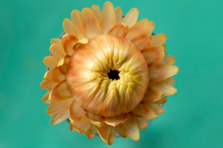 Western Australia Everlastings Bracteantha bracteata up close sharp and clear