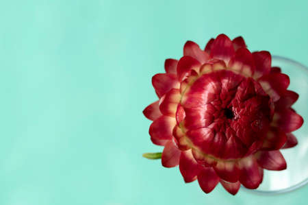 Western Australia Everlastings Bracteantha bracteata up close sharp and clearの写真素材