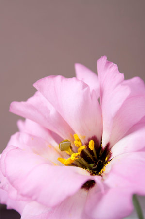Pink Lisianthus flower close up