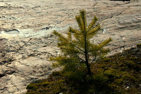 Small green tree on the rockの写真素材