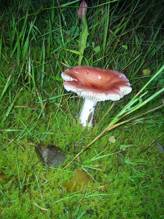 Red mushroom and green grass in the forest at night. Espooの写真素材