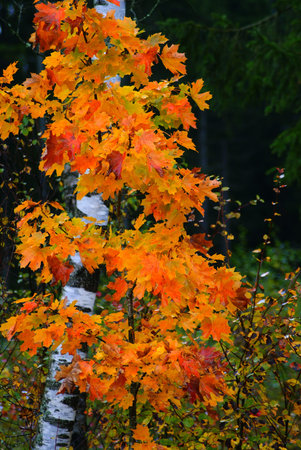 Autumn leaves