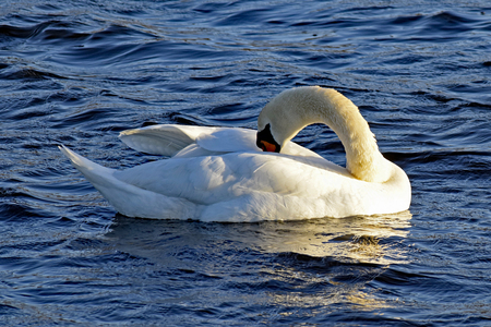 A swan in the lakeの写真素材