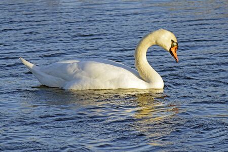 A swan in the lakeの写真素材