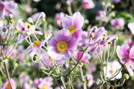 Purple flowerの写真素材