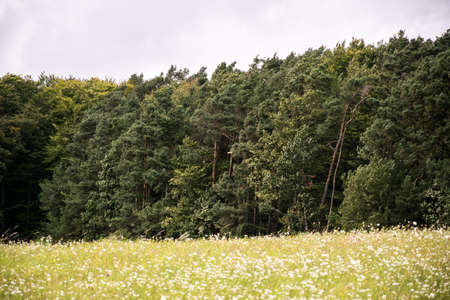 edge of the woodsの写真素材